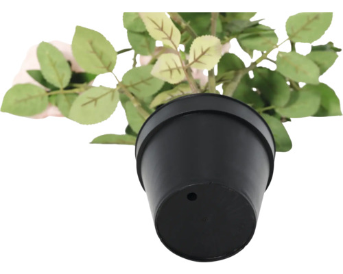 Rose im schwarzen Topf