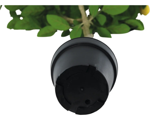 Topf einer Zitronenpflanze