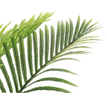 Palmwedel Nahaufnahme