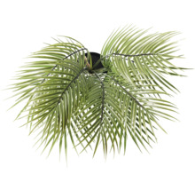 Künstliche Palme im Topf, Draufsicht.
