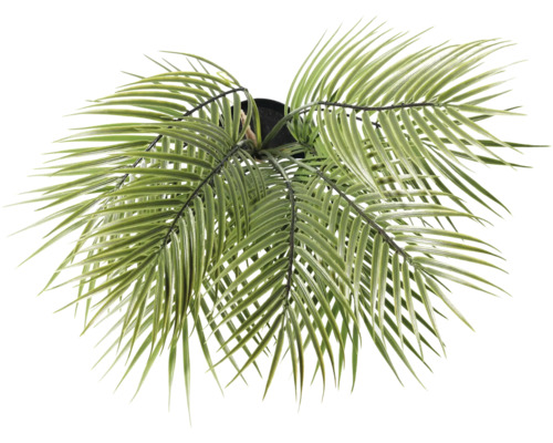 Künstliche Palme im Topf, Draufsicht.