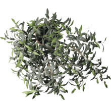 Olivenbaum im Topf, Draufsicht