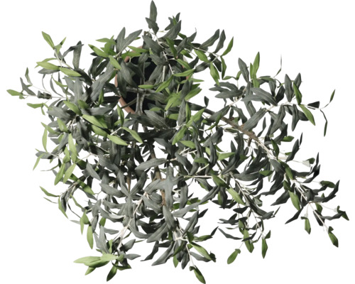 Olivenbaum im Topf, Draufsicht