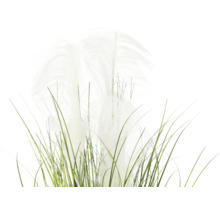 Dekoratives Pampasgras mit grünen Stielen und weißen Wedeln