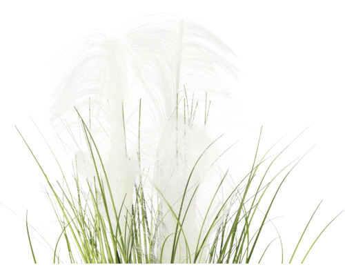 Dekoratives Pampasgras mit grünen Stielen und weißen Wedeln
