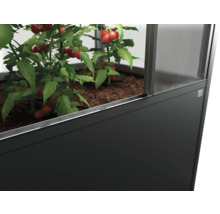 Hochbeet mit Tomatenpflanzen im Gewächshaus