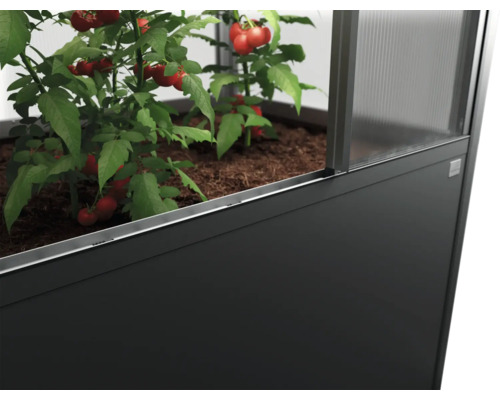 Hochbeet mit Tomatenpflanzen im Gewächshaus