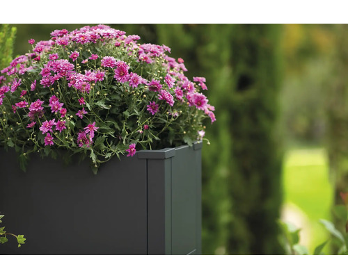 Blumentopf mit rosa Chrysanthemen im Garten.