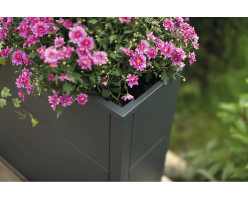 Blumenkasten mit blühenden Blumen