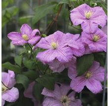 Nahaufnahme einer Clematis-Pflanze mit lila Blüten