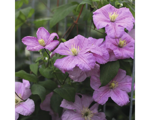 Nahaufnahme einer Clematis-Pflanze mit lila Blüten