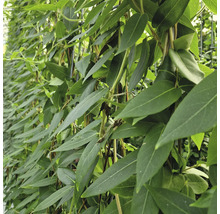 Detailaufnahme einer Hecke mit grünen Blättern