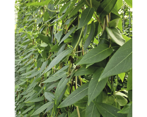 Detailaufnahme einer Hecke mit grünen Blättern