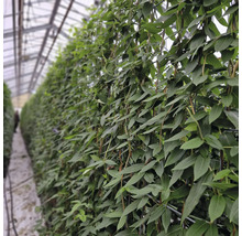 Reihe von Kletterpflanzen in einem Gewächshaus