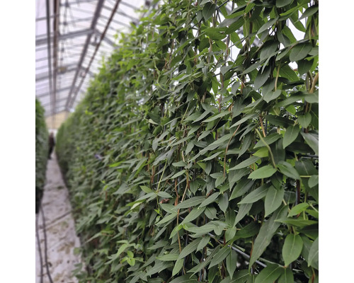 Reihe von Kletterpflanzen in einem Gewächshaus