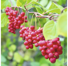 Chinesische Beerentraube mit Früchten und Blättern