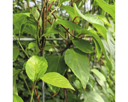 Kletterpflanze mit Blättern am Rankgitter