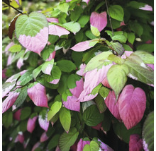 Japanische Strahlengriffel-Pflanze mit grünen und pinken Blättern.