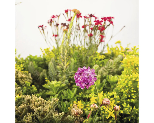 Nahaufnahme von verschiedenen mehrjährigen Pflanzen und Blumen im Gartenbeet.