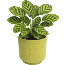 Zimmerpflanze Calathea in einem Topf