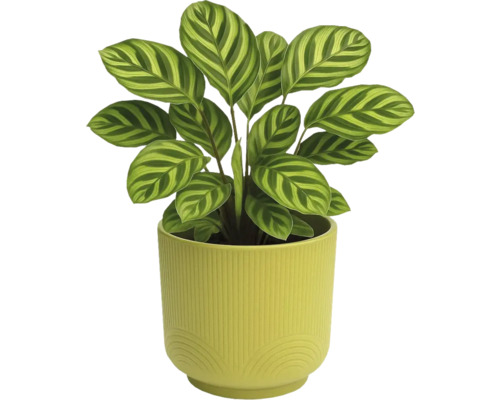 Zimmerpflanze Calathea in einem Topf