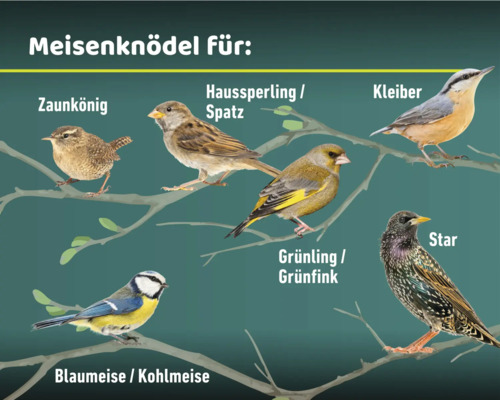 Verschiedene Vogelarten, die Meisenknödel fressen, darunter Zaunkönig, Haussperling, Kleiber, Star, Grünling sowie Blau- und Kohlmeise.