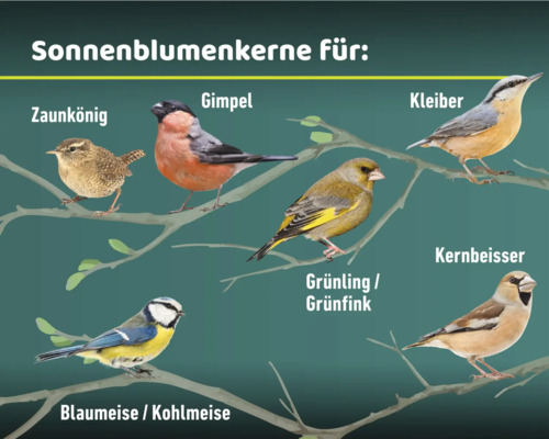 Darstellung verschiedener Vogelarten, die Sonnenblumenkerne fressen.