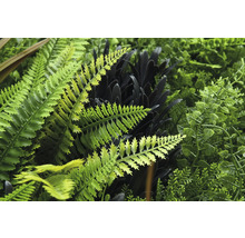 Detailansicht einer künstlichen Pflanzenwand mit verschiedenen Farnen und Blättern.