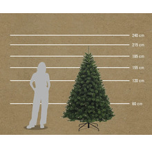 Größenvergleich eines Weihnachtsbaumes mit einer Person, dargestellt durch Linien in 60 cm, 120 cm, 155 cm, 185 cm, 215 cm und 240 cm Höhe.