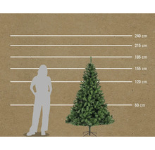 Größenvergleich eines Weihnachtsbaumes mit einer Frau, dargestellt mit horizontalen Linien bei 60 cm, 120 cm, 155 cm, 185 cm, 215 cm und 240 cm.