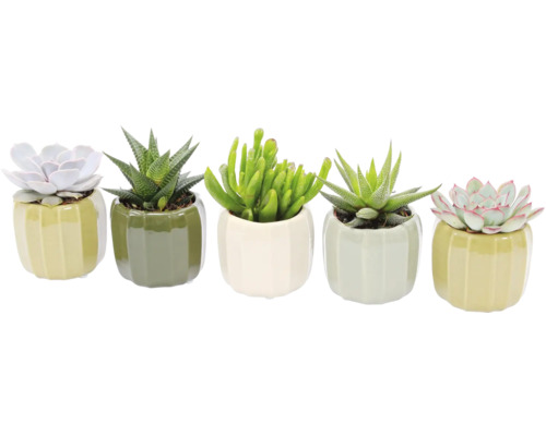 Fünf Sukkulenten in Keramiktöpfen