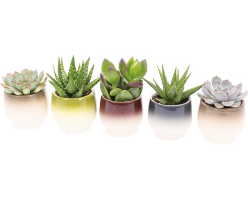 Fünf Sukkulenten in Keramiktöpfen