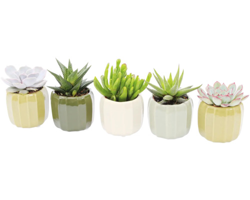 Fünf Sukkulenten in Töpfen