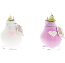 Zwei Amaryllis Blumenzwiebeln in Weiß und Lila mit Herzdekor