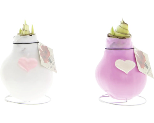 Zwei Amaryllis Blumenzwiebeln in Weiß und Lila mit Herzdekor