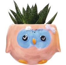 Sukkulente in Blumentopf mit Eulendesign
