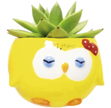 Dekorative Sukkulente in gelbem Blumentopf mit Eulenmotiv