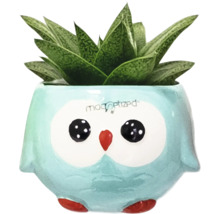 Sukkulente in einem Blumentopf in Eulenform