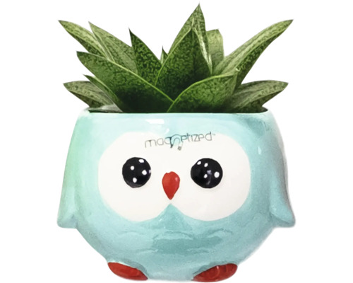 Sukkulente in einem Blumentopf in Eulenform