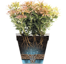 Schnittbild eines Strauchs im Topf, das die Wurzeln und das Bewässerungssystem zeigt