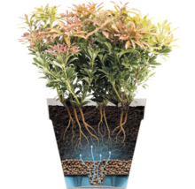 Illustration einer Pieris japonica Pflanze in einem Pflanzgefäß mit Wurzelsystem und Bewässerungssystem