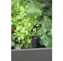 Nahaufnahme von Kräutern in einem Hochbeet