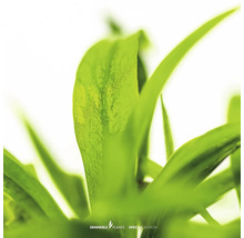 Nahaufnahme von Dennerle Aquarienpflanze