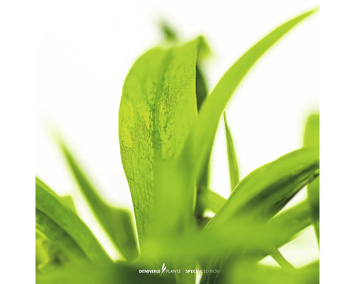 Nahaufnahme von Dennerle Aquarienpflanze