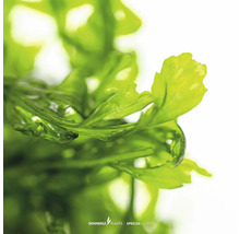 Nahaufnahme einer grünen Wasserpflanze