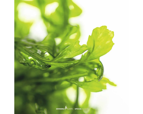 Nahaufnahme einer grünen Wasserpflanze