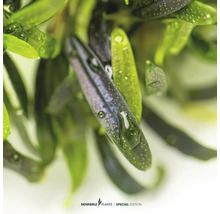 Nahaufnahme von Aquarienpflanzen mit länglichen Blättern und Wassertropfen