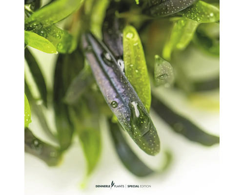 Nahaufnahme von Aquarienpflanzen mit länglichen Blättern und Wassertropfen