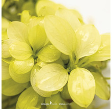 Nahaufnahme einer Wasserpflanze mit grünen Blättern.