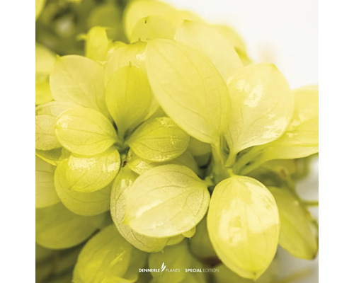 Nahaufnahme einer Wasserpflanze mit grünen Blättern.